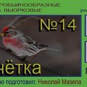 Чечетка Пение