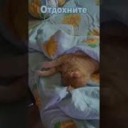 Мой Кот Снежок