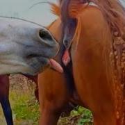 Horse Mating