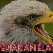 Masteran Burung Elang