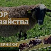 Полный Обзор Хозяйства Индоутки Гуси Коровы Кролики Овцы Огород Телята