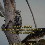 Suara Pikat Pelatuk Beras Kombinasi