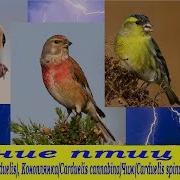 Пение Птиц 1 Щегол Carduelis Carduelis Коноплянка Carduelis Cannabina