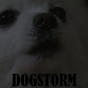 Gabe The Dog Dogstorm