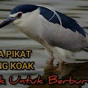 Suara Pikat Burung Koak