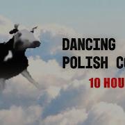 Polisht Cow 10