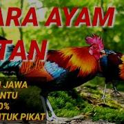 Suara Ayam Hutan Merah