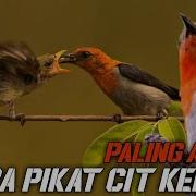 Pikat Kemade