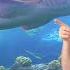 Blippi Visits An Aquarium The Florida Aquarium 1 HOUR OF BLIPPI Educational Videos For Kids