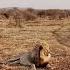 Lion Resting By A Nearby Kill