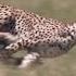 Cheetah Chase Compilation