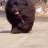 Tibetan Mastiff