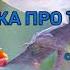 Пісенька про тварин Юлія Доро Ірина Лещотна