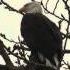 Bald Eagle Call Белоголовый орлан крик 1072sp