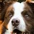 Border Collie Music Songs To Help Your Collie Relax