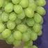 Tip Of The Day Green Thompson Seedless Grapes