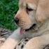 This Dog And The Cheetah Met As Children Two Years Later They Are Still Inseparable