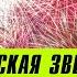 Фестиваль Рождественская звезда в СПб 7 января 2021 во сколько и где пройдет световое шоу салют