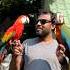 Macaw Loves Going Outdoors Shaikh Tanveer Scarlet Macaw Harlequin Macaw