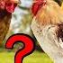 ক ন জ ত র ম রগ প লন ব শ ল ভজনক শ ন ন ব শ ষজ ঞ র ক ছ থ ক Which Breed Of Chicken Is More Profitable