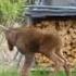 Twin Moose Calves Playing ViralHog