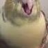 Angry Cockatiel Screaming