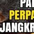 PENGUSIR TIKUS PALING AMPUH KOLABORASI JANGKRIK DAN KUCING