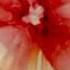 171Beautiful Red Alcohol Ink Flower On Tile For The Beginner