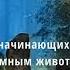 Медитация для начинающих Путешествие с тотемным животным