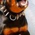 Angry Dog Sound Shorts Dog Rottweiler Viral