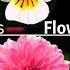 Top 10 Easiest To Grow Winter Flowering Plants Best Winter Flowers To Grow