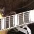 Ozzy Osbourne Miracle Man Guitar Solo By Zakk Wylde