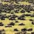 Great Migration Wild Ones Episode 11 Free Documentary Nature