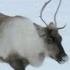 Reindeer S Amazing Adaptations To Living In Snow Snow Animals BBC Earth