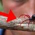 The Black Widow Spider Everything You Need To Know