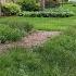 Get Sedgy Adaptable Native Sedge Species To Replace Wood Mulch