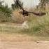 Amazing Flexible Hawk Eagle Hunted Bird Of Prey On The Ground Food Hunting Amazing Nature For