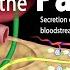 Anatomy And Physiology Of The Pancreas Animation