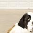 Lincoln Saint Bernard Official Video