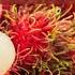 The Secret Ways To Know When Rambutan Are Actually Ripe