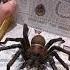 Schleich Harry Potter Aragog Shorts Harrypotter Schleich