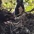 Family Reunited With Dog Found Stuck In Treetop After Helene Flooding