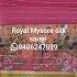 Royal Mysore Silk Saree Shorts 129 31st December 2023