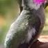 Hummingbird FOUNTAIN Upcycle Attracts Tons Of Hummingbirds NO Sun Solar AC Needed PORTABLE Birdbath