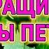 СЕМЬ СОВЕТОВ ПО ВЫРАЩИВАНИЮ РАССАДЫ ПЕТРУШКИ ДЛЯ ДАЧИ КАК ВЫРАЩИВАТЬ ПЕТРУШКУ РАССАДОЙ