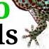 TUKO GECKO LIZARD SOUNDS EFFECT Best Chirping Gecko Sounds Effect 2022