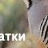 Partridge Voice Partridge Hunting Голос кеклик Овози кабки Голос куропатки Охота кеклик