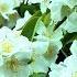 Passion For Mock Orange Scented Garden With 12 Philadelphus In Bloom