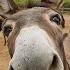 Funny Cute Donkeys To Make You Smile