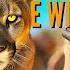 I Hunted EVERY CAT In The Game TheHunter Call Of The Wild